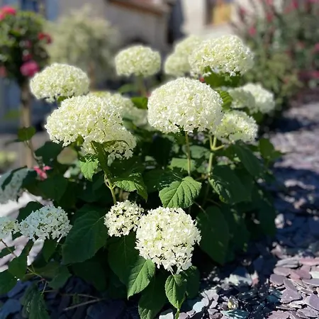 Chez La Rose Luxueuse Avec Jacuzzi Rouvres-la-Chétive